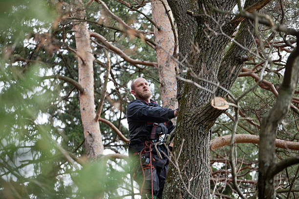 Presidential Lakes Estates, NJ Tree Removal Services Company